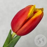 Тюльпан красно-желтый в магазине Цветы Планеты