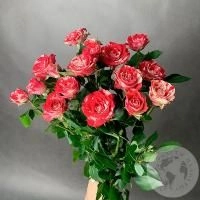 3 кустовые розы бело-розовые 60 см. в магазине Цветы Планеты