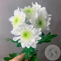 Хризантема кустовая бело-зеленая