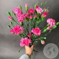 9 розовых кустовых гвоздик в магазине Цветы Планеты