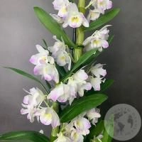 Орхидея Дендробиум белая