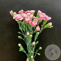 7 гвоздик кустовых бело-розовых