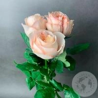 3 пионовидные розы кремовые в магазине Цветы Планеты