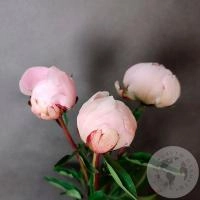 3 пиона нежно-розовых российских в магазине Цветы Планеты