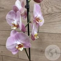 Орхидея светло-розовая