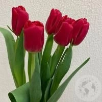 5 тюльпанов красных в магазине Цветы Планеты