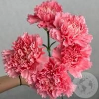 5 гвоздик розовых в магазине Цветы Планеты
