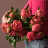 11 пионов розовых в магазине Цветы Планеты