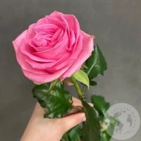 Роза розовая 50 см. в магазине Цветы Планеты