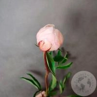 Пион нежно-розовый российский в магазине Цветы Планеты