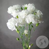 7 гвоздик кустовых белых в магазине Цветы Планеты