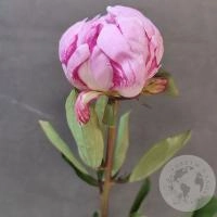 Пион розовый (Голландия)
