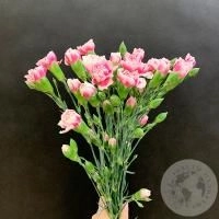 9 гвоздик кустовых бело-розовых