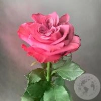 Пионовидная роза розовая 50 см. в магазине Цветы Планеты