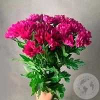 5 Хризантем кустовых фуксия в магазине Цветы Планеты