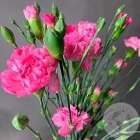 7 розовых кустовых гвоздик в магазине Цветы Планеты