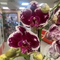 Орхидея комнатная бордово-белая