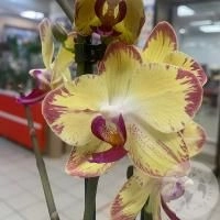 Орхидея комнатная желто-розовая