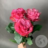 Пионовидная роза розовая 3 шт. 50 см. в магазине Цветы Планеты
