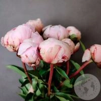 9 пионов нежно-розовых российских в магазине Цветы Планеты