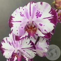 Орхидея бело-розовая